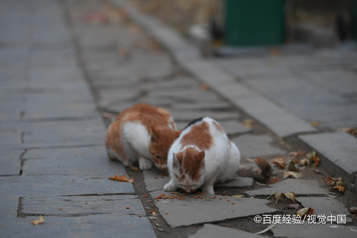 猫咪为什么不吃东西