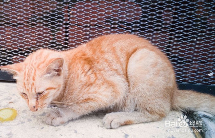 三个月小猫感冒了怎么办