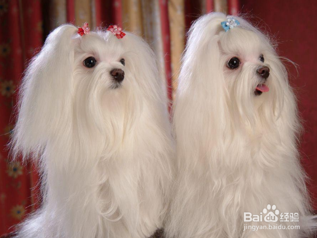 如何挑选优质小马尔济斯犬