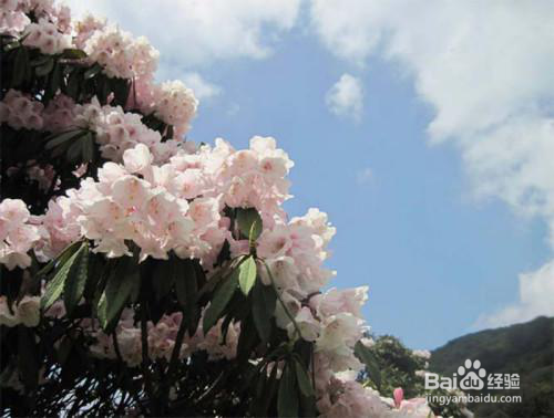 金佛山杜鹃花赏花路线