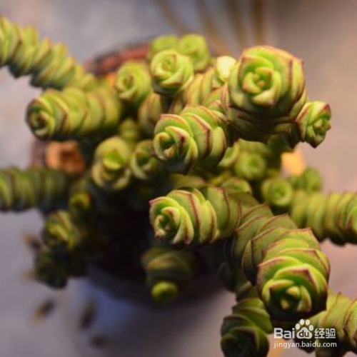 钱串怎么养才能肥厚一些