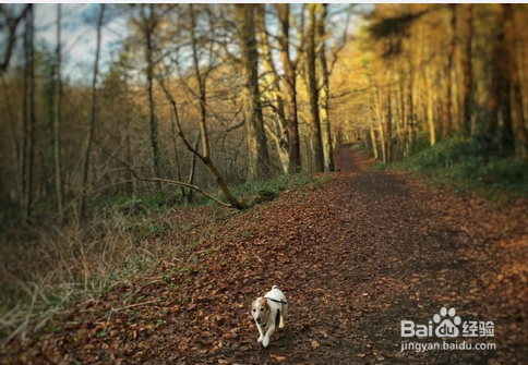 在美国被退学怎么办