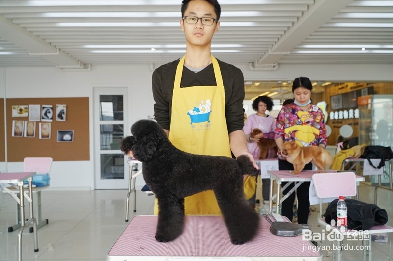 宠物美容学多久
