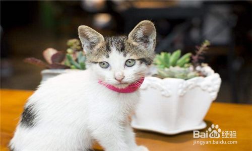 如何避免家里的猫咪咬伤多肉植物盆栽 百度经验 如何避免家里的猫咪咬伤多肉植物盆栽 百度经验