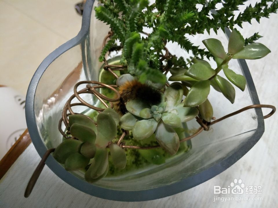 我是如何用玻璃杯水培多肉植物的