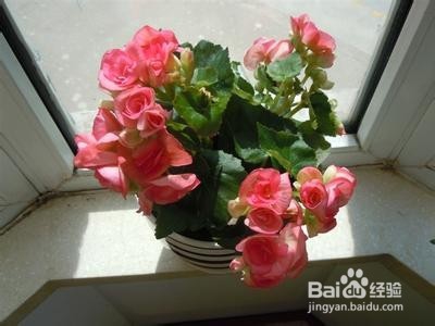 四季海棠家庭养殖注意事项