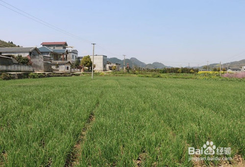 香蔥重茬種植的危害香蔥的需肥特點與施肥管理