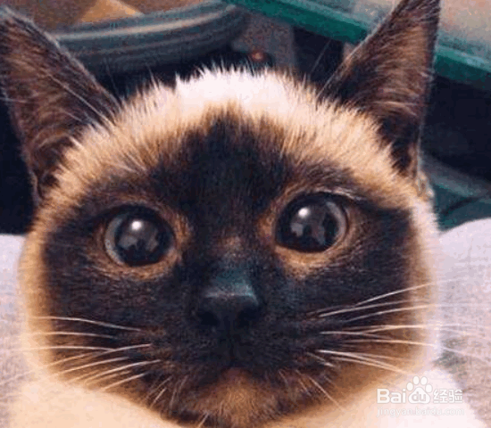 暹罗猫的九大性格特征