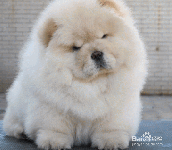 选购松狮犬的8个要点