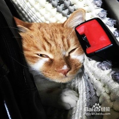 猫咪晕车怎么办