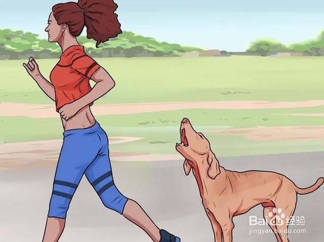 如何防止被疯狗追,以及应对措施