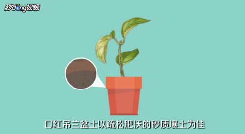 口红吊兰怎么繁殖 百度经验