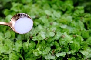 蒸榆钱的简易做法