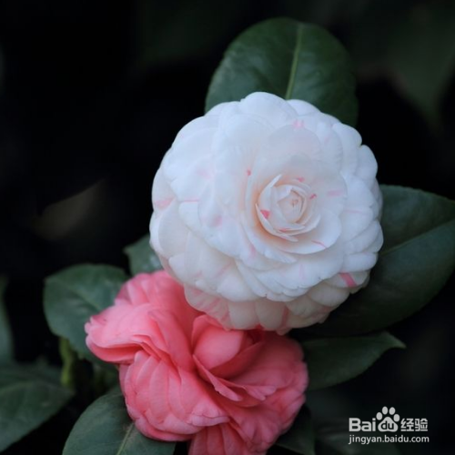 山茶花对人有哪些好处?