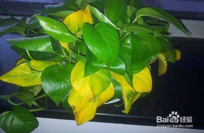 绿箩黄叶子怎么处理