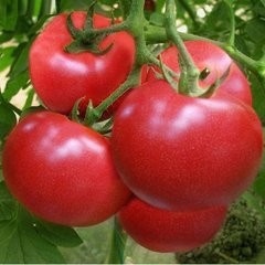 不能空腹吃的食物有哪些
