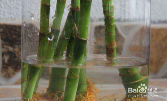 富贵竹的养殖方法和注意事项