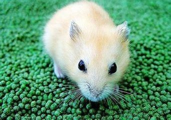 如何为仓鼠洗澡（超详细）