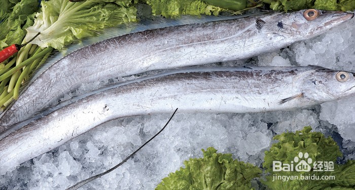 红带鱼又叫什么鱼有什么功效