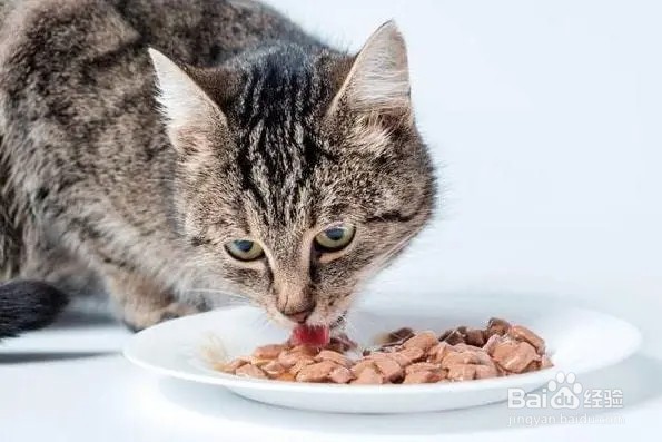 猫粮怎么喂比较好