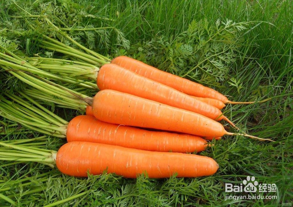 冬季养生我们应该吃那些食物