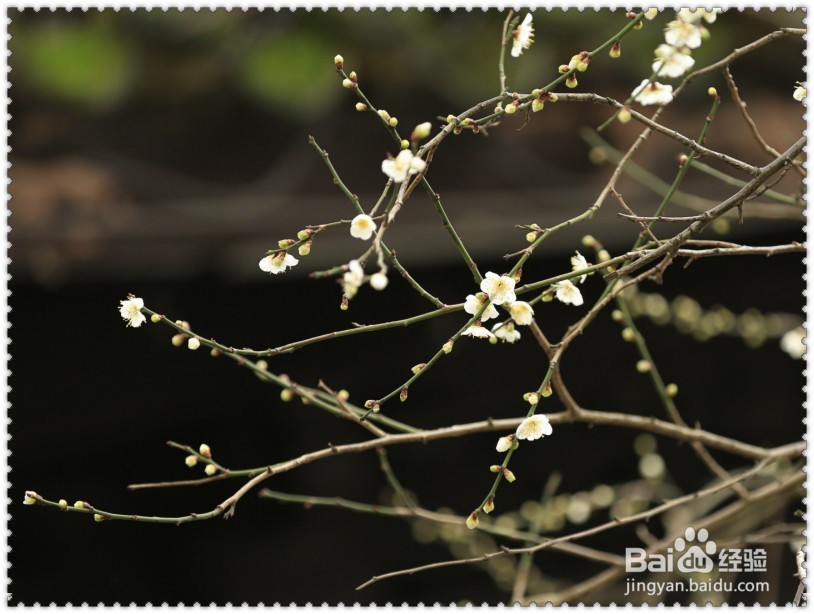 #过年#怎样欣赏拍摄腊梅？