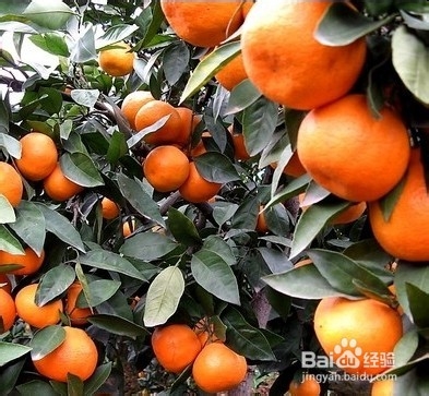 治疗便秘的水果