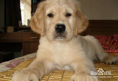 狗狗食欲不振怎么办 百度经验