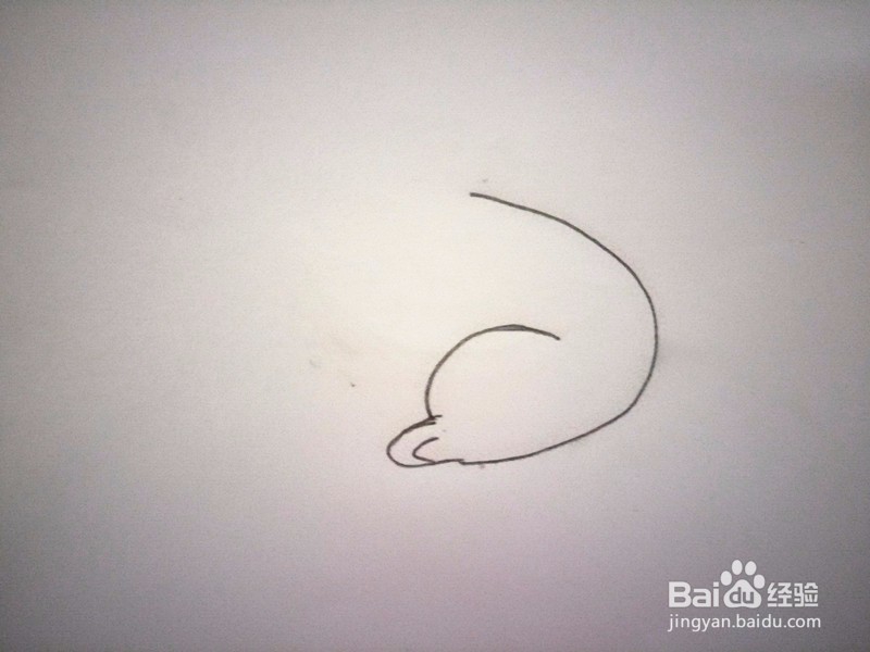 简笔画—小白兔的画法