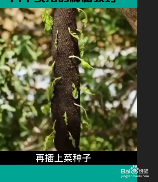 实用的种植小技巧