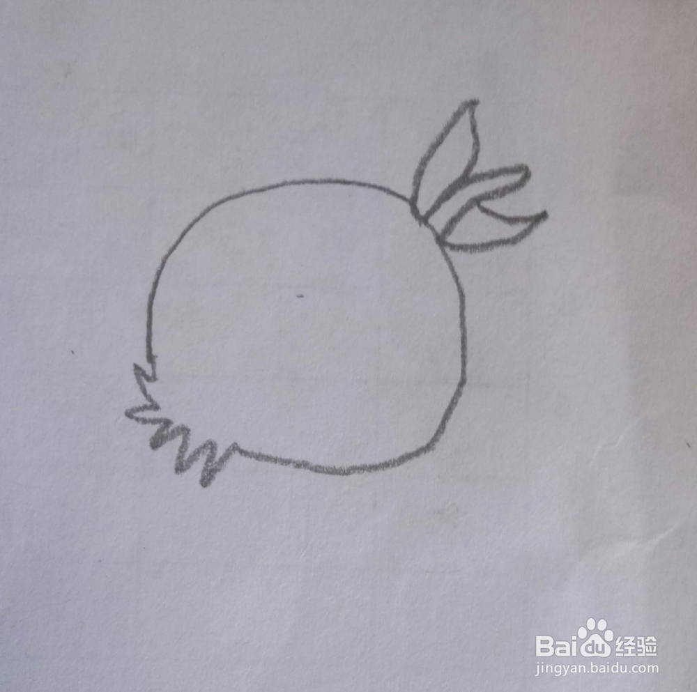 简笔画石榴的画法2