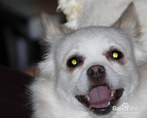 #过年#春节回家坐车怎么样带宠物？