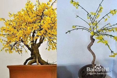 迎春花盆景的修剪方法 百度经验