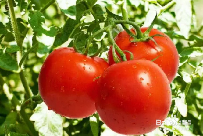 <b>西红柿，如何分辨自然成熟的和催熟的</b>