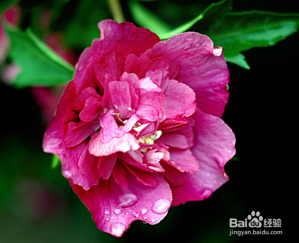 芙蓉花应该怎么养