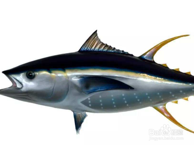 金枪鱼为什么没寄生虫