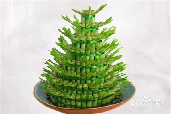 富贵竹的养殖方法和注意事项