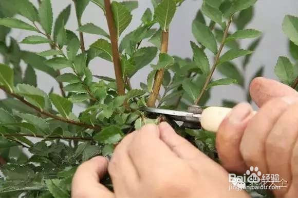 如何养花不招虫