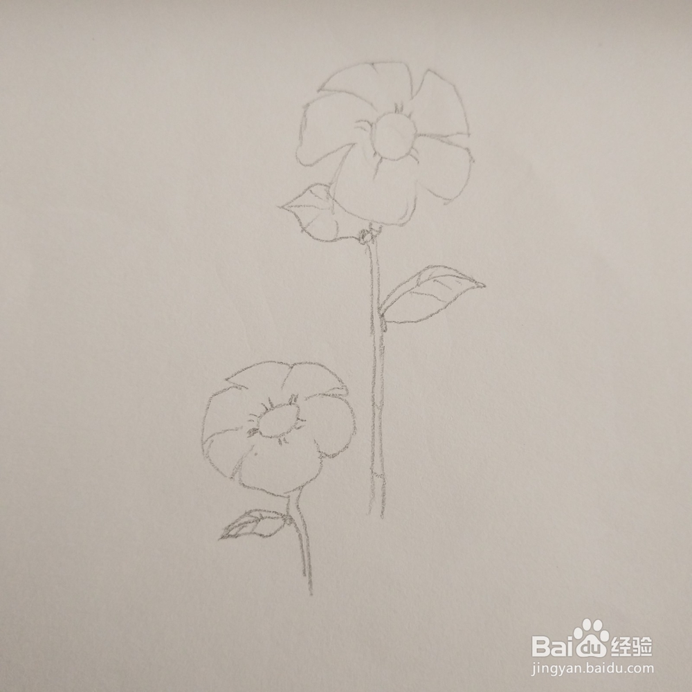 简笔画36:花朵画法