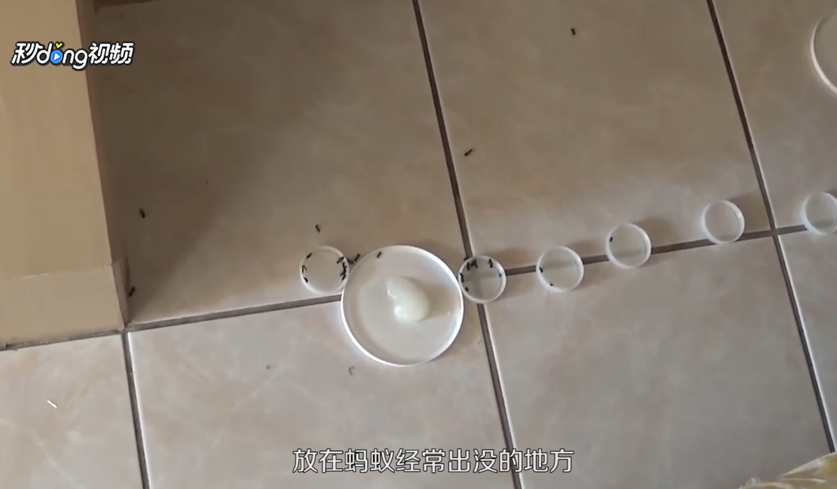 家里有小红蚂蚁怎么办？