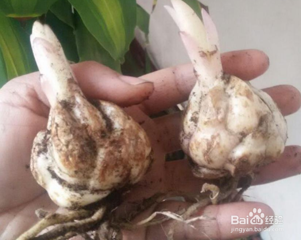 百合种子怎么种植