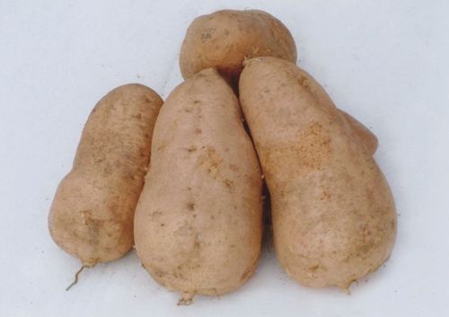 能杀癌细胞的四大食物你知道吗?