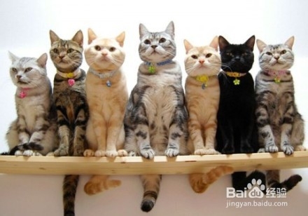 为猫咪打造玩耍天堂