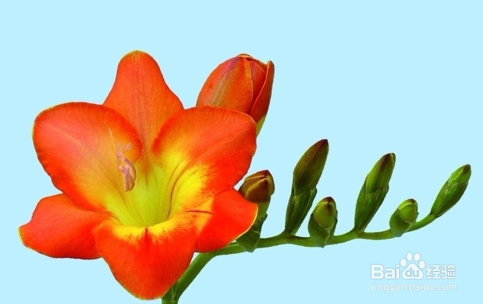 凤仙花蔫了是怎么回事