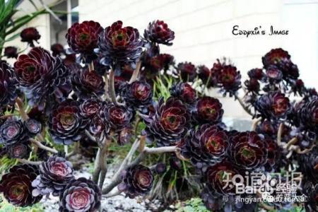 他养的花长到戳屋顶,咋养的
