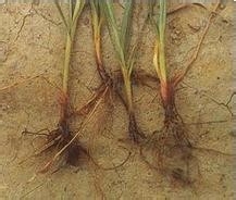 香附的功效与作用及食用方法