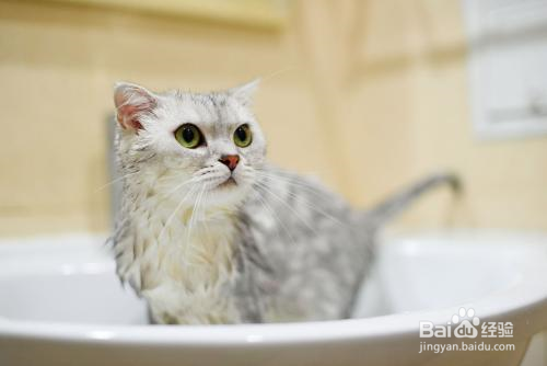<b>怎么给猫洗澡</b>