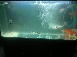 新手入门养鱼该怎么开始