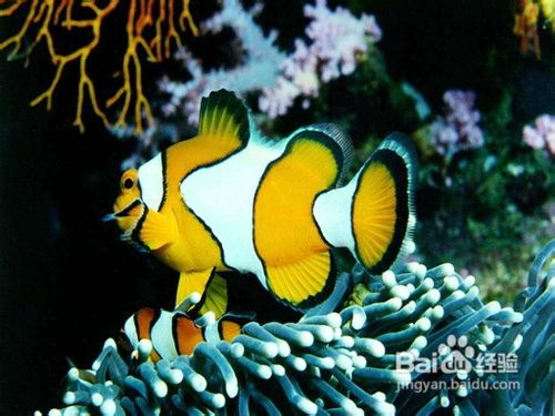 女性最佳养生需要的十一种食物