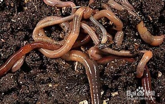 (二)水库垂钓技巧之饵料搭配与饵料制作